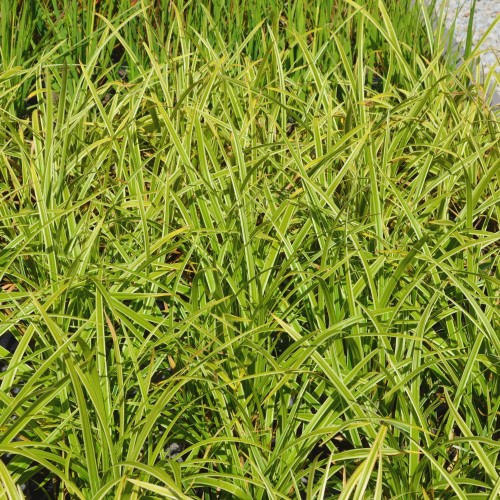 Carex morrowii 'Aureovariegata' - Jaapani tarn 'Aureovariegata' C2/2L